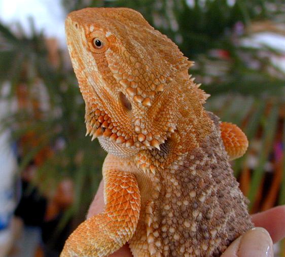 Orange Sandfire X Chris Allen Red