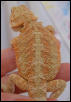 Patternless orange juvenile again.