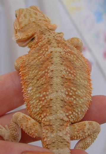 Patternless orange juvenile again.