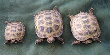 Domestic female Russian Tortoises