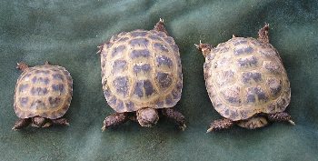 Domestic female Russian Tortoises