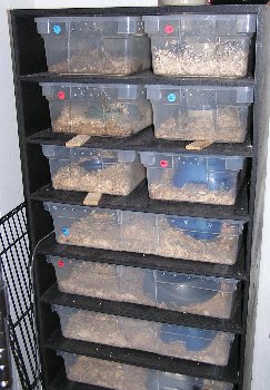 9-drawer, heated Boaphile rack and tubs
