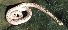Brooski whiteside male, het-axanthic