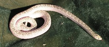 Brooski whiteside male, het-axanthic