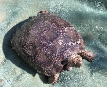 3yr old Black Mountain Tortoise