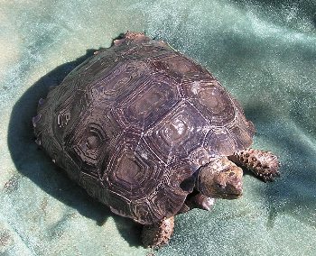 3yr old Black Mountain Tortoise