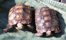 3yr old Burmese Brown's