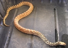 2yr old female Golden Hypo Stillwater Bullsnake