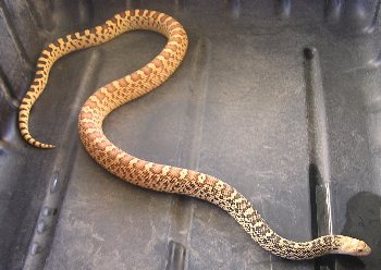 2yr old female Golden Hypo Stillwater Bullsnake