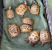 Proven Colony Russian Tortoises