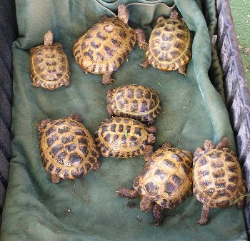Proven Colony Russian Tortoises