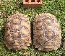 3yr old female Sulcatas