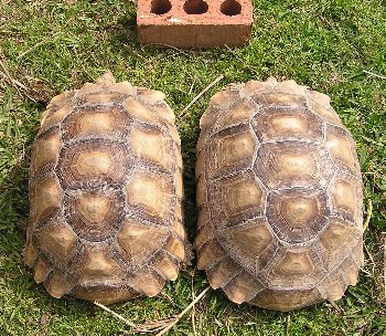 3yr old female Sulcatas