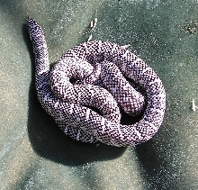 2yr old fe axanthic, het whitside