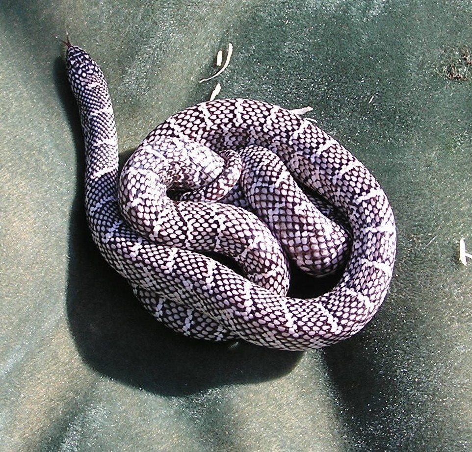 2yr old fe axanthic, het whitside
