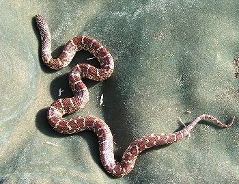 0.1 Dark phase, het-lav-albino