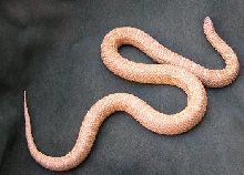 0.1 - 2yr, Brooksi lav-albino, red