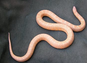 0.1 - 2yr, Brooksi lav-albino, red