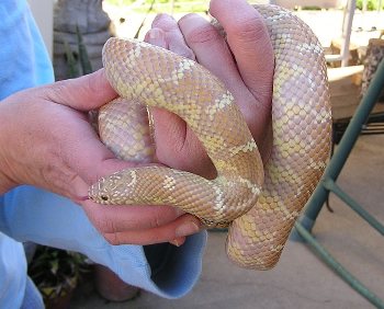 2yr male Brooksi, lav-albino