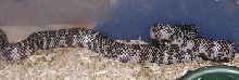 0.1 Axanthic Kingsnake