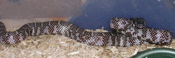 0.1 Axanthic Kingsnake