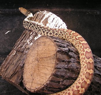 Male Golden Hypo Stillwater Bullsnake