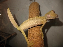 Male Lineatus 1