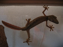 Male Lineatus 2