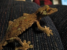 Male Sikorae Barkley