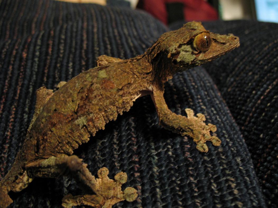 Male Sikorae Barkley