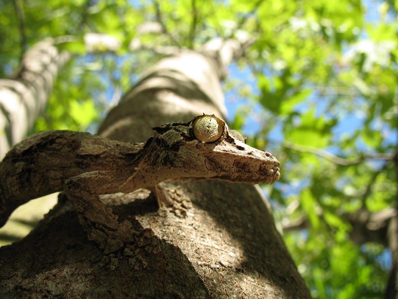Barkley in a tree