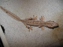 CB Female Lineatus