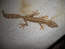 CB Male Lineatus 2
