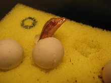 Baby lineatus 5 head out of egg