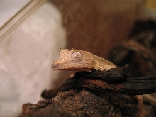 Peeking
