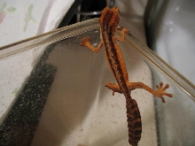Other baby lineatus dark