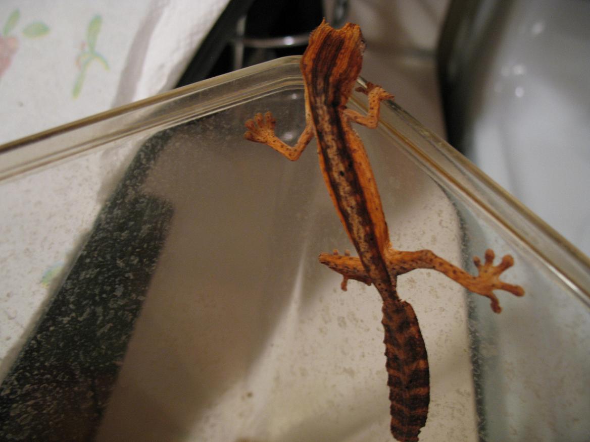 Other baby lineatus dark