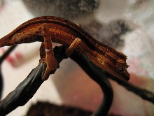 CB Lineatus Dark 1