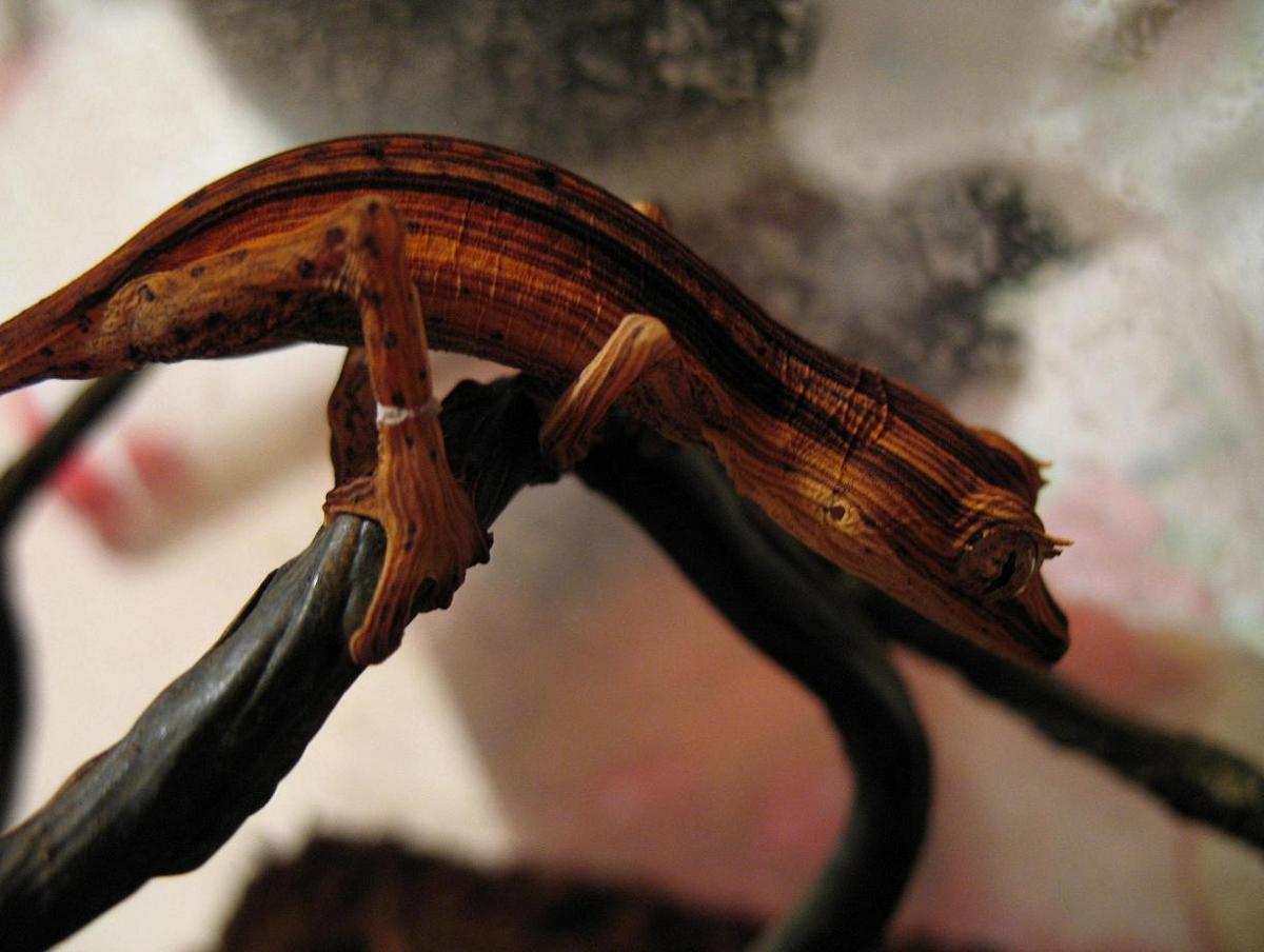 CB Lineatus Dark 1