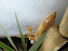 Mom Lineatus with an Egg