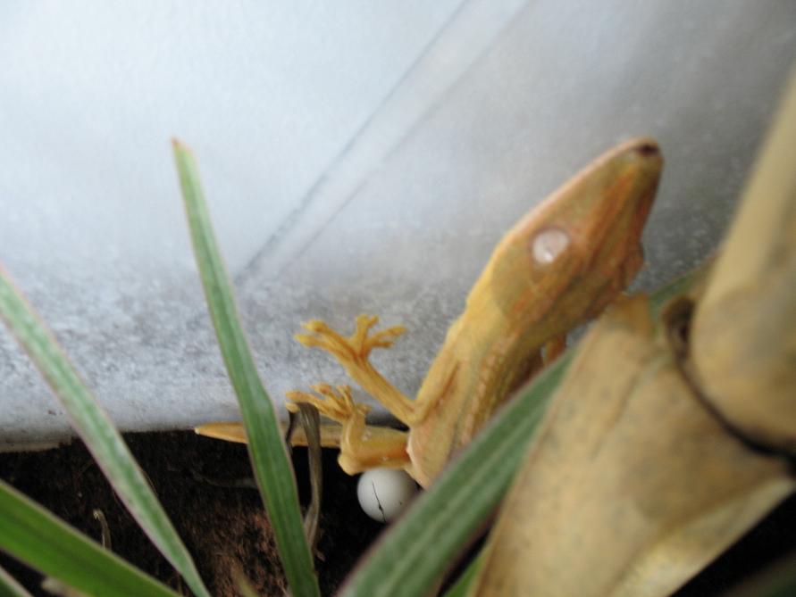 Mom Lineatus with an Egg
