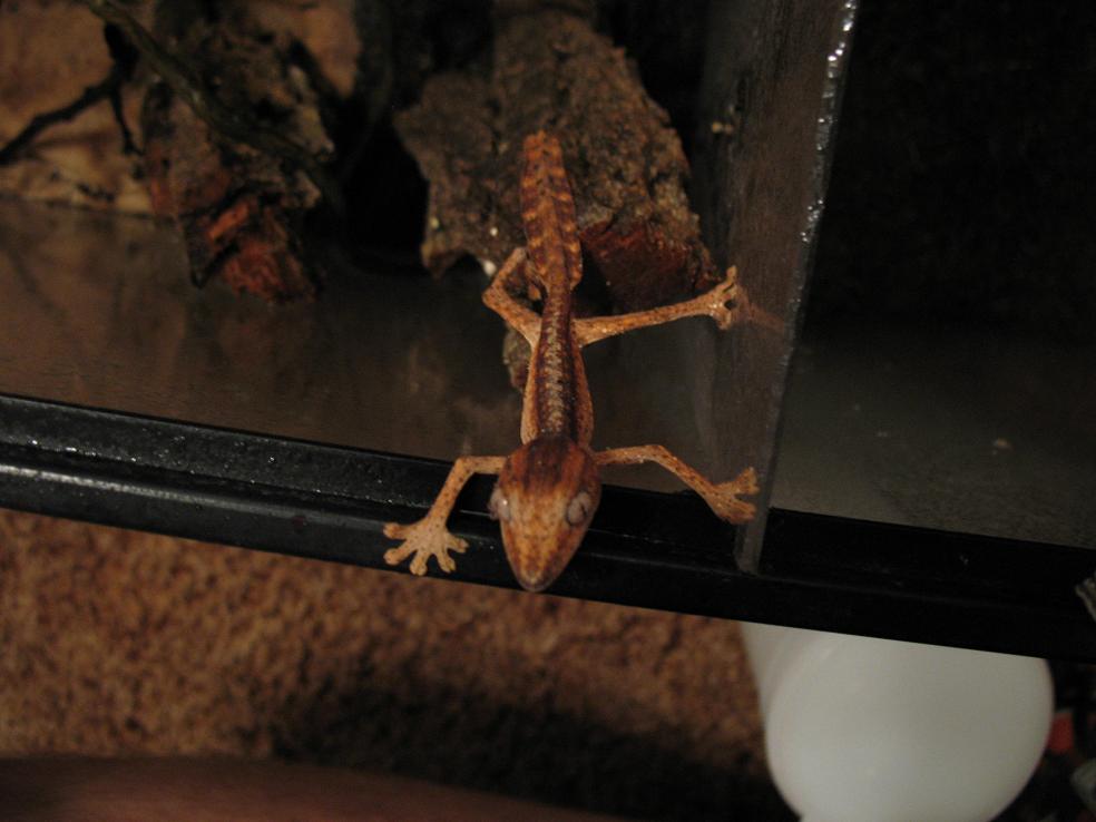 Baby lineatus 3