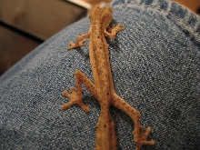 Baby lineatus 4