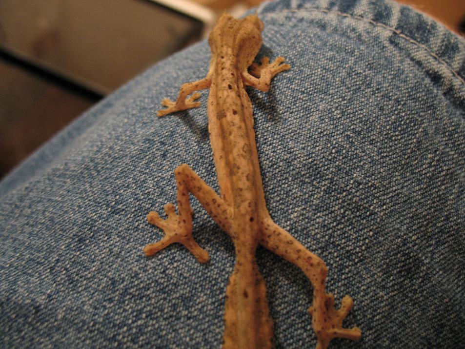 Baby lineatus 4