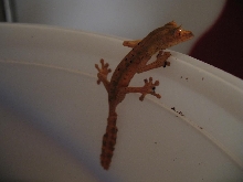 Baby lineatus 3