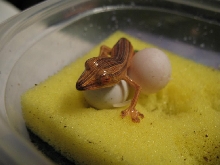 Baby lineatus 5 getting out