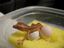 Baby lineatus 5 cont.