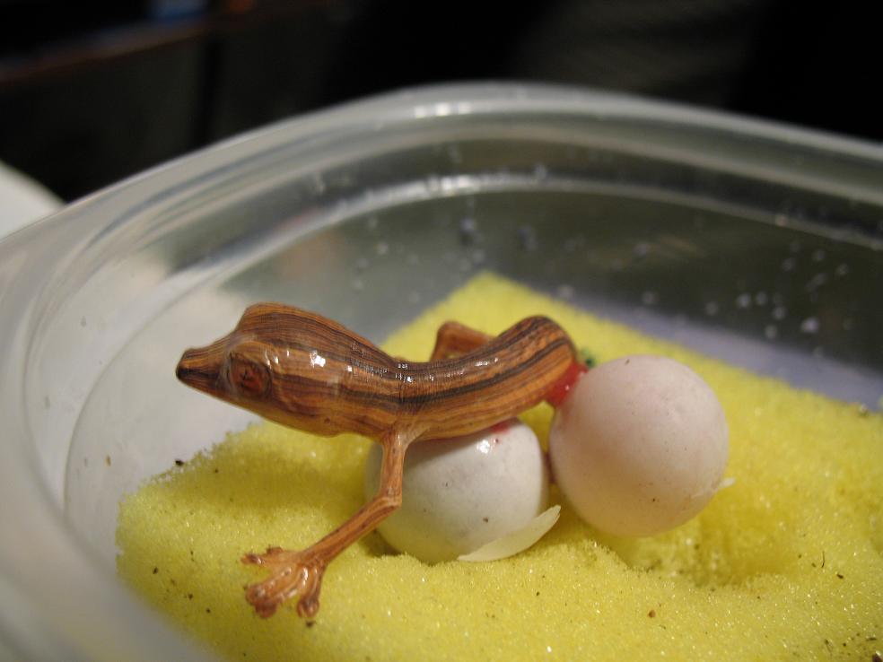 Baby lineatus 5 cont.