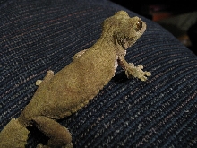 Female Sikorae Gretchen