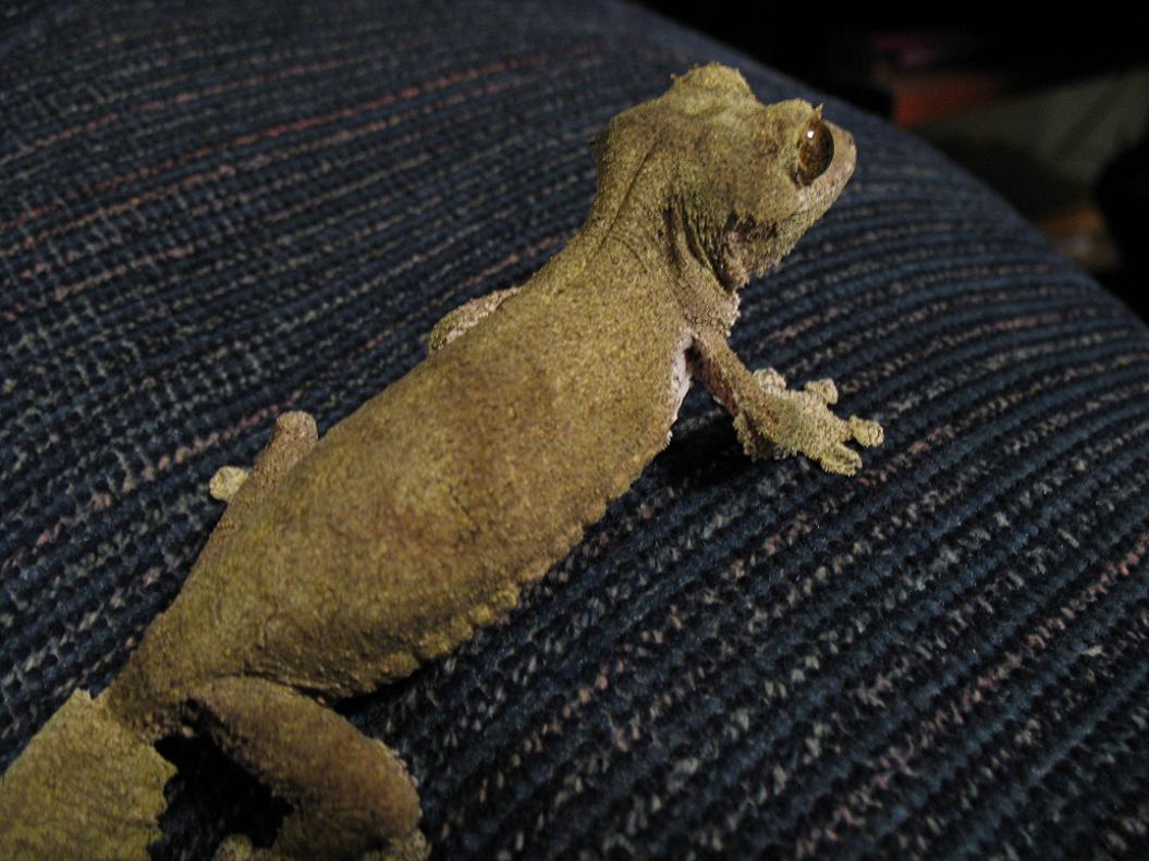 Female Sikorae Gretchen